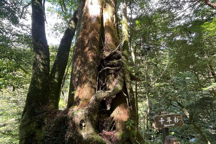 Half Day Walking Tour in Yakusugi Land — photo 10