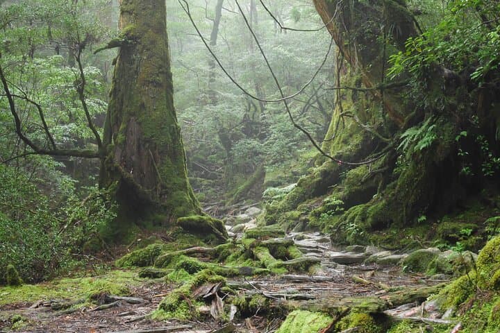 Yakushima 1 day SHIRATANI UNSUIKYO Walking with ENGLISH Speaking Guide — photo 7
