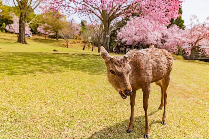 Kyoto & Nara 1 Day Private Charter Car Tour from Osaka or Kyoto — photo 1