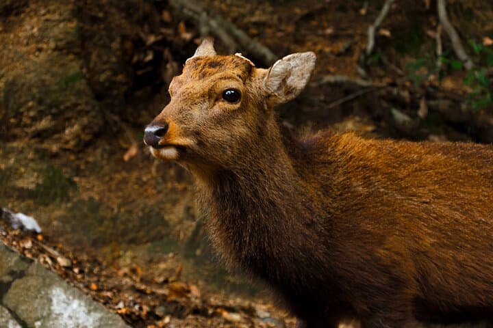 Miyajima 3 Hours Walking Tour with a Licensed Local Guide — photo 13