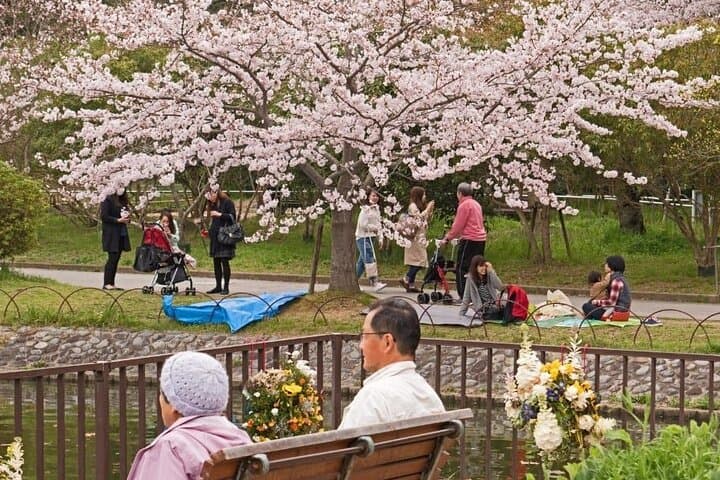 Private Unique Kobe Cherry Blossom Sakura Experience — photo 2