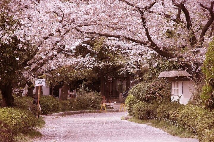 Private Unique Kobe Cherry Blossom Sakura Experience — photo 4