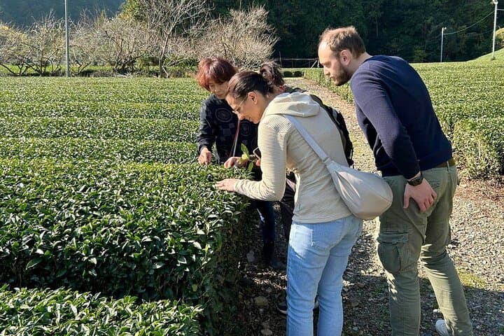 Small Group Japanese Green Tea Tasting in Shizuoka — photo 12