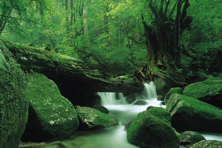 Yakushima 1 day SHIRATANI UNSUIKYO Walking with ENGLISH Speaking Guide — photo 8