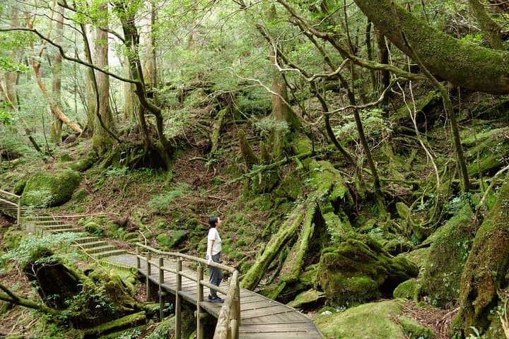 Half Day Walking Tour in Yakusugi Land — photo 7