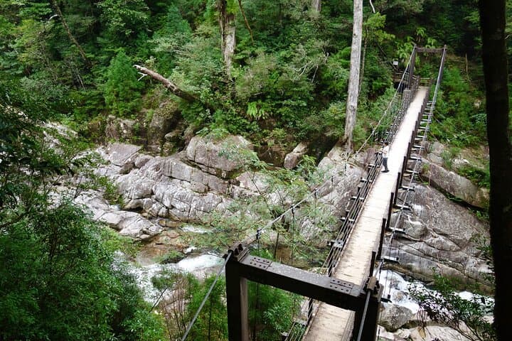 Half Day Walking Tour in Yakusugi Land — photo 8