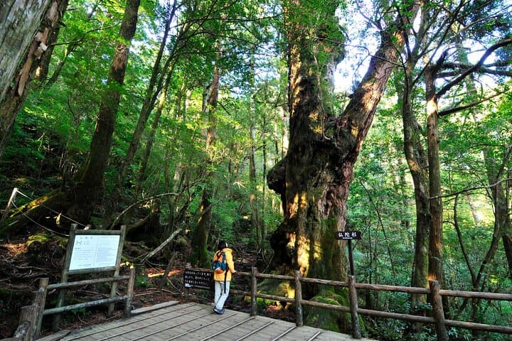 Half Day Walking Tour in Yakusugi Land — photo 9