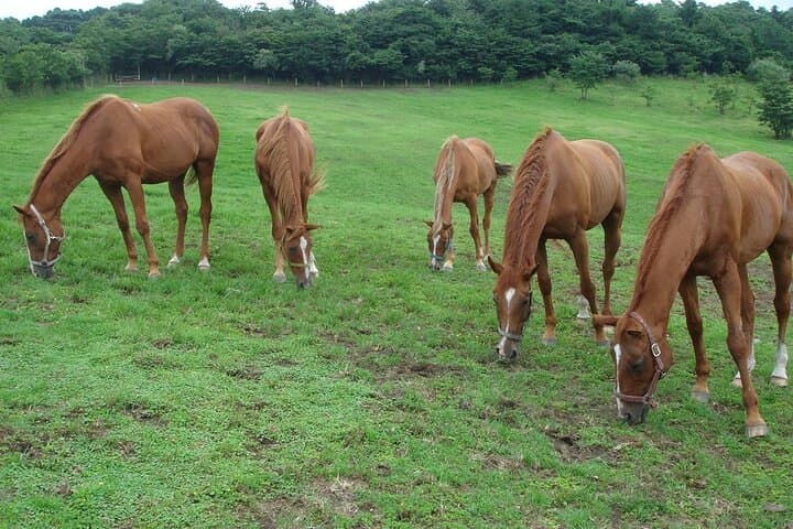 Pasture Hike with Horse Whisperer at Horse Trust in Kagoshima — photo 13