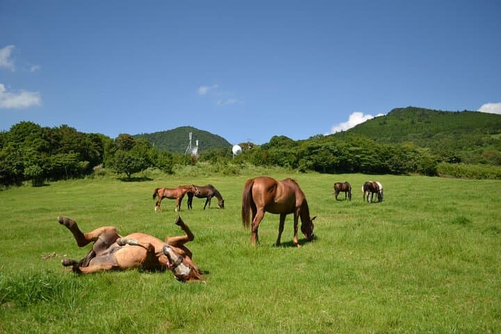 Pasture Hike with Horse Whisperer at Horse Trust in Kagoshima — photo 14