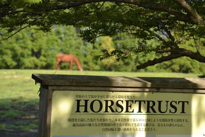 Pasture Hike with Horse Whisperer at Horse Trust in Kagoshima — photo 7