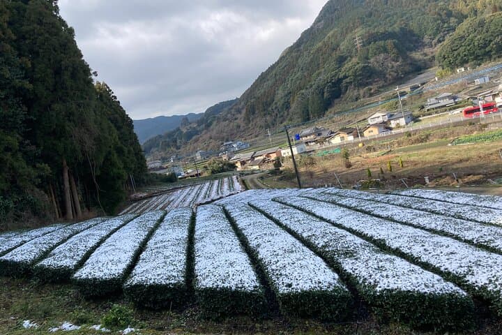 Ceramics and Green Tea Tour of Nagasaki and Saga Prefecture — photo 15