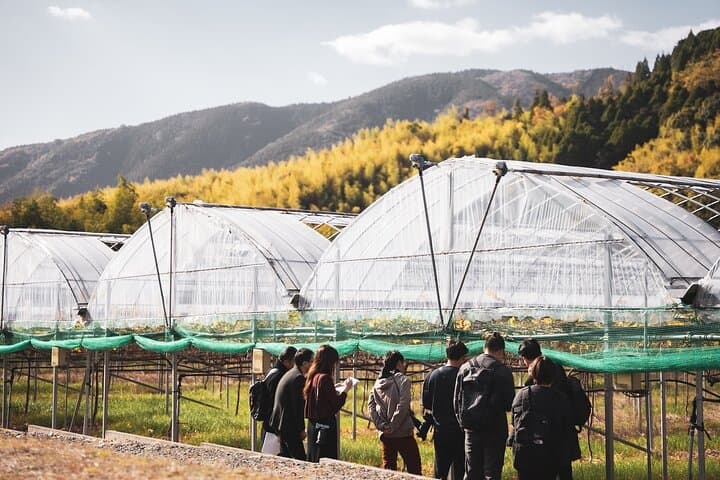 Wine Tasting Experience in Yamaga — photo 3