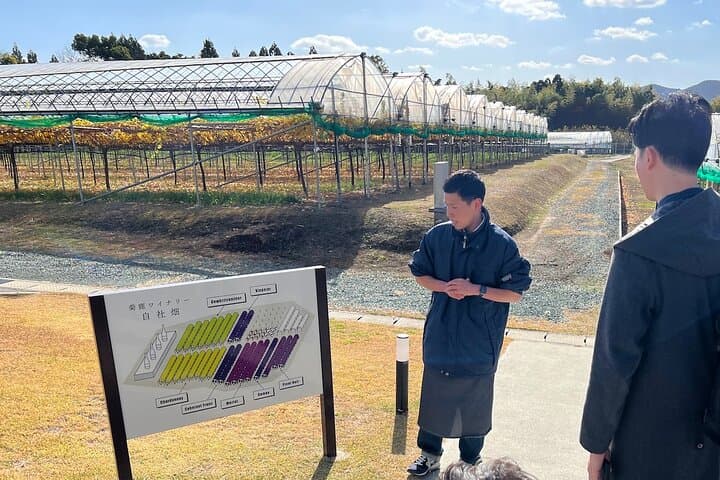 Wine Tasting Experience in Yamaga — photo 5