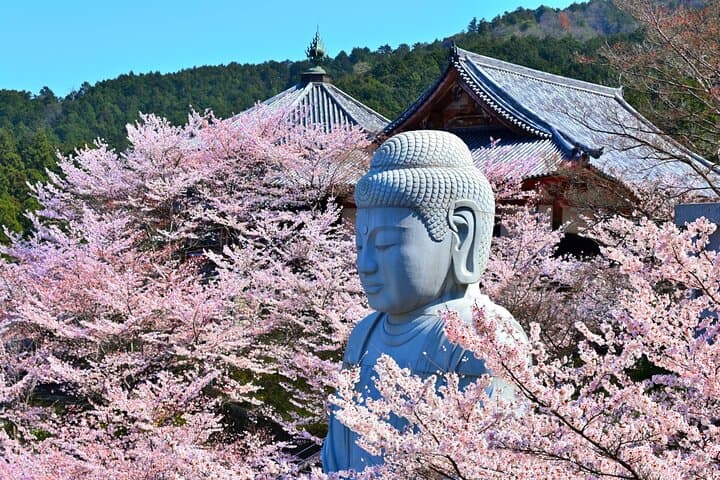 Cherry Blossom Buddha and Mt.Yoshino with Strawberry Picking Tour — photo 3