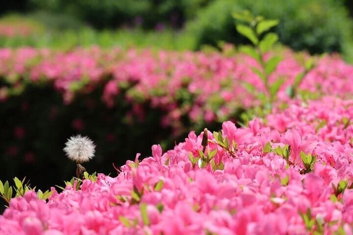Hamarikyu Gardens — Japanese Garden Wellness Experience — photo 6