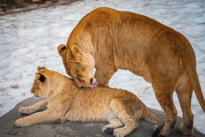 Hokkaido Asahiyama Zoo, Furano and Biei Bus Tour — photo 9