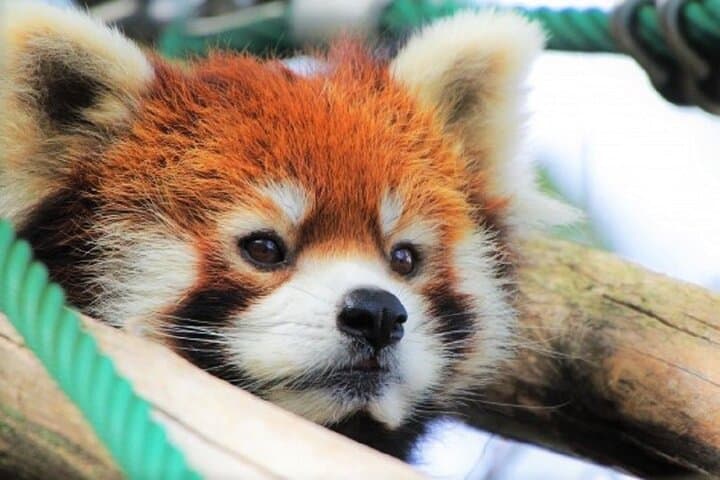 Hokkaido Asahiyama Zoo, Furano and Biei Bus Tour — photo 4