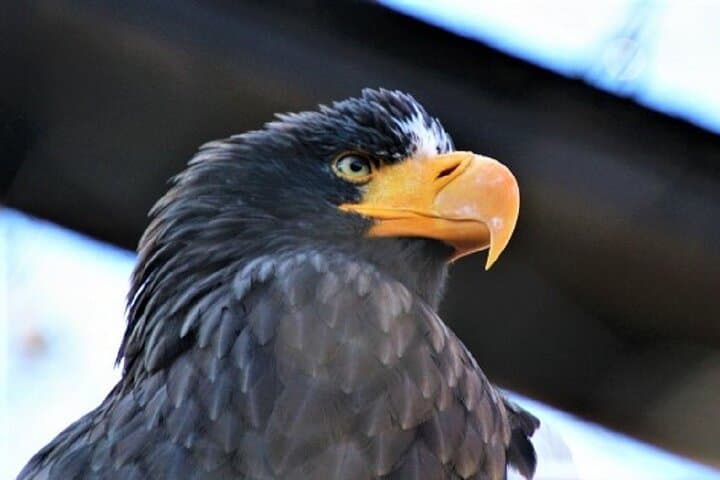 Hokkaido Asahiyama Zoo, Furano and Biei Bus Tour — photo 13