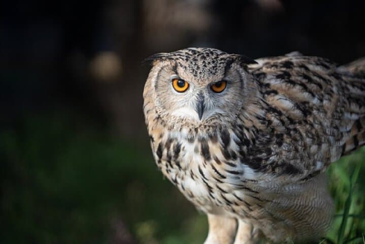Hokkaido Asahiyama Zoo, Furano and Biei Bus Tour — photo 12