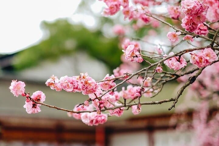 Private and Unique Fukuoka Cherry Blossom Sakura Experience — photo 2