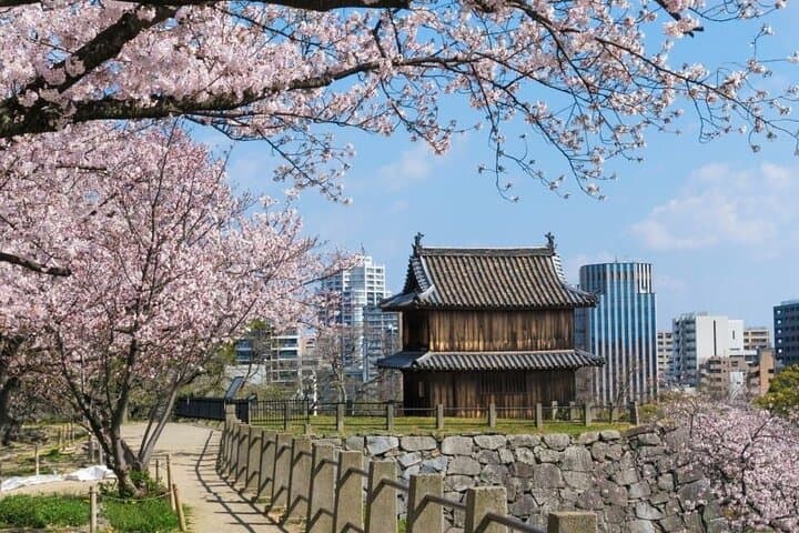 Private and Unique Fukuoka Cherry Blossom Sakura Experience — photo 3