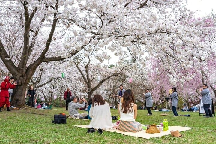 Private and Unique Fukuoka Cherry Blossom Sakura Experience — photo 4