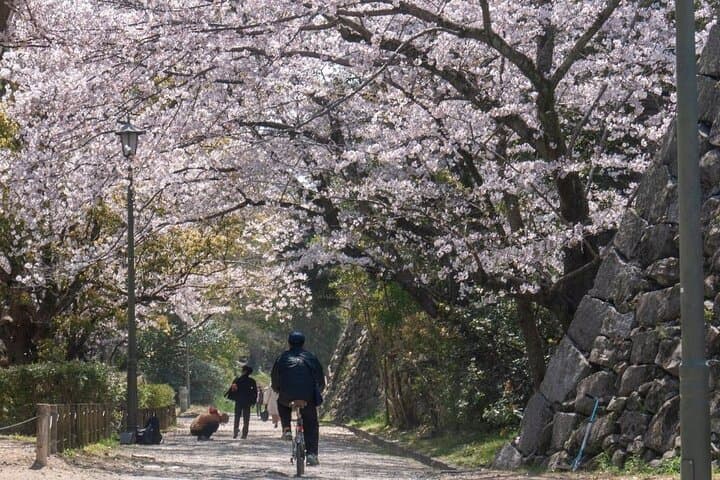Private and Unique Fukuoka Cherry Blossom Sakura Experience — photo 6