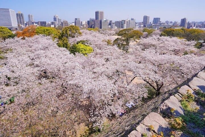 Private and Unique Fukuoka Cherry Blossom Sakura Experience — photo 7