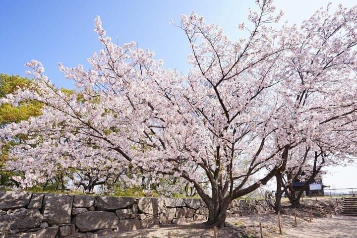 Private and Unique Fukuoka Cherry Blossom Sakura Experience — photo 9