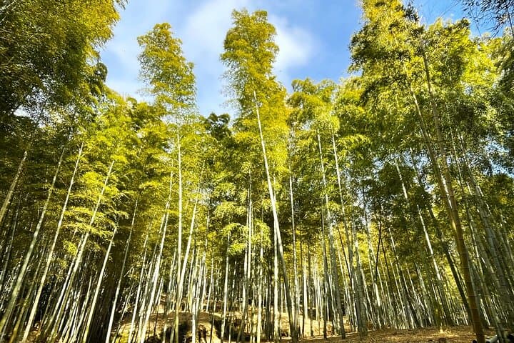 Private Fushimi Red Gates & Secret Bamboo Mountain Trekking Tour — photo 7