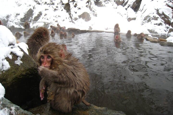 Green Season Snow Monkeys: Baby Monkeys & Scenic Forest Walk — photo 14