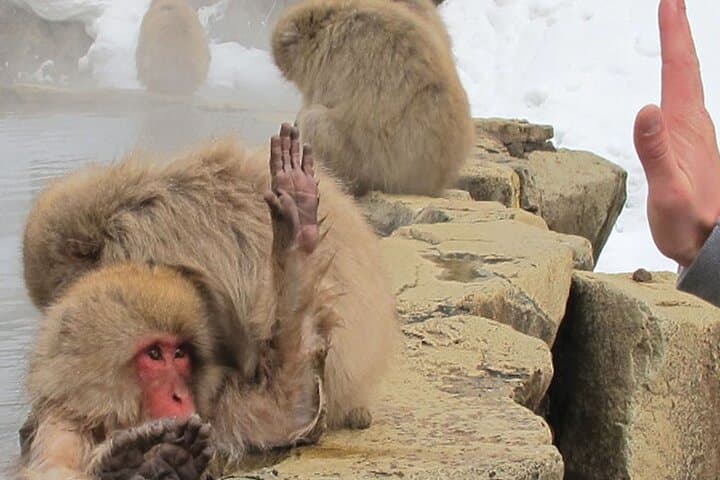 Green Season Snow Monkeys: Baby Monkeys & Scenic Forest Walk — photo 10