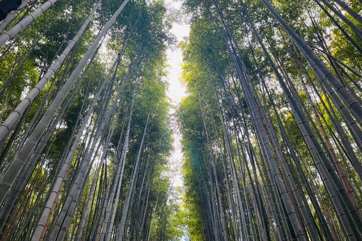 Traversing Kyoto's Scenic West - Arashiyama to Kinkakuji — photo 6