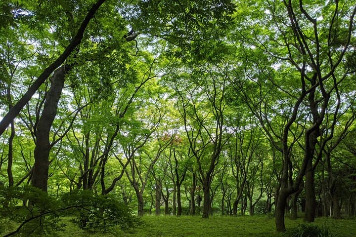 Tokyo Imperial Palace Higashi Gyoen Wellness Tour with lunch — photo 2
