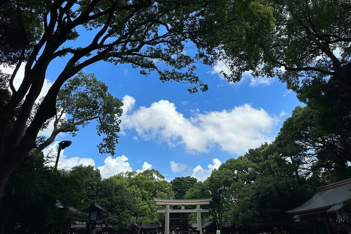 Meiji Jingu Shrine — Japanese Nature Wellness Experience — photo 6