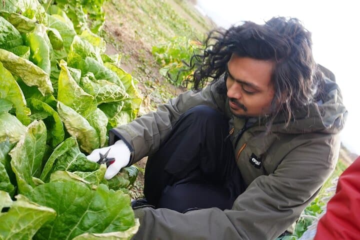3 Hours Vegetables Harvest Activity Nearby Tokyo — photo 3