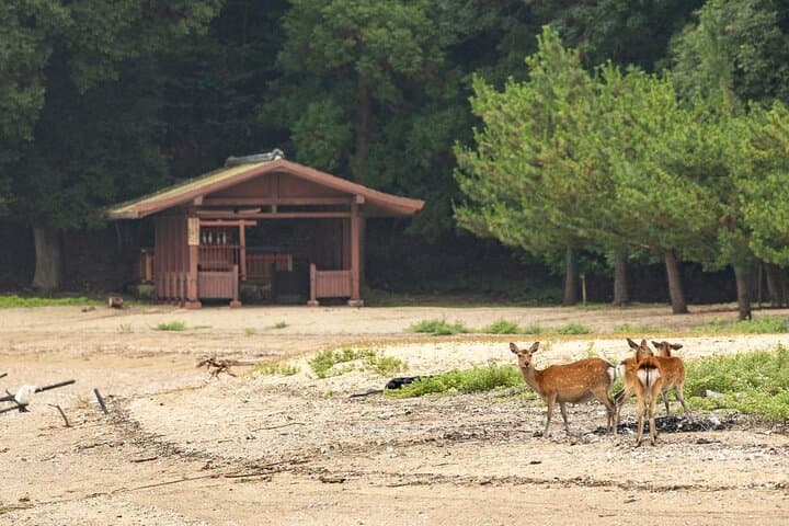 Explore Miyajima Seven Shrines by Cruiser — photo 5