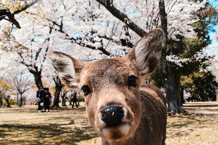 Nara : Private Day Walking Tour (From Osaka/Kyoto Possible) — photo 2