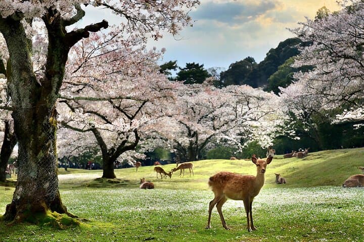 1 Hour Private Photoshoot in Nara — photo 13
