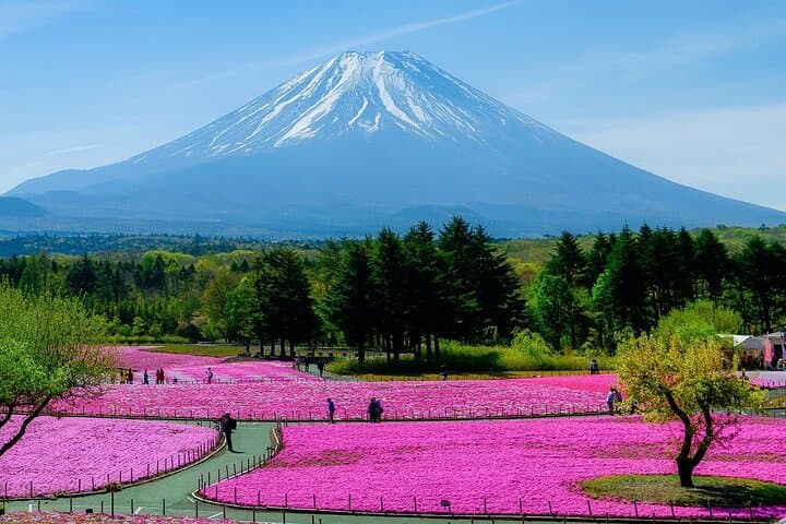 Mt. Fuji and Lake Kawaguchi Sakura Festival Sightseeing Tour — photo 12