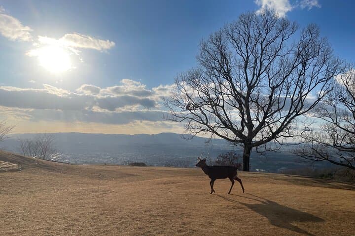 Private Kyoto Tour: Explore the Most Iconic Sights — photo 4