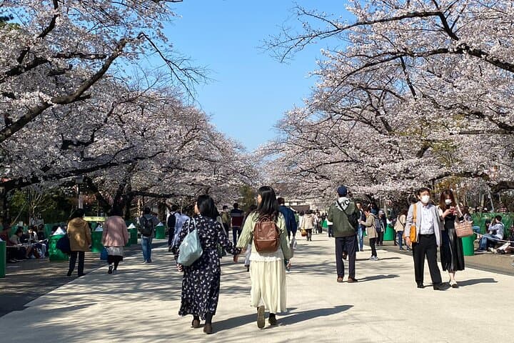 Tokyo Cherry Blossom Walking Tour — photo 1