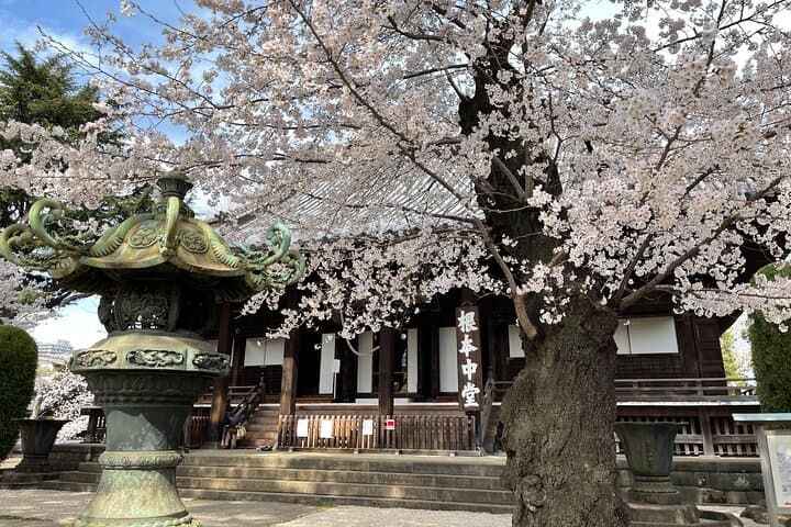 Tokyo Cherry Blossom Walking Tour — photo 2