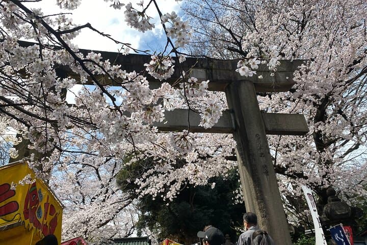 Tokyo Cherry Blossom Walking Tour — photo 3