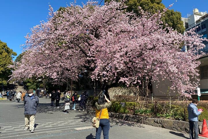 Tokyo Cherry Blossom Walking Tour — photo 4