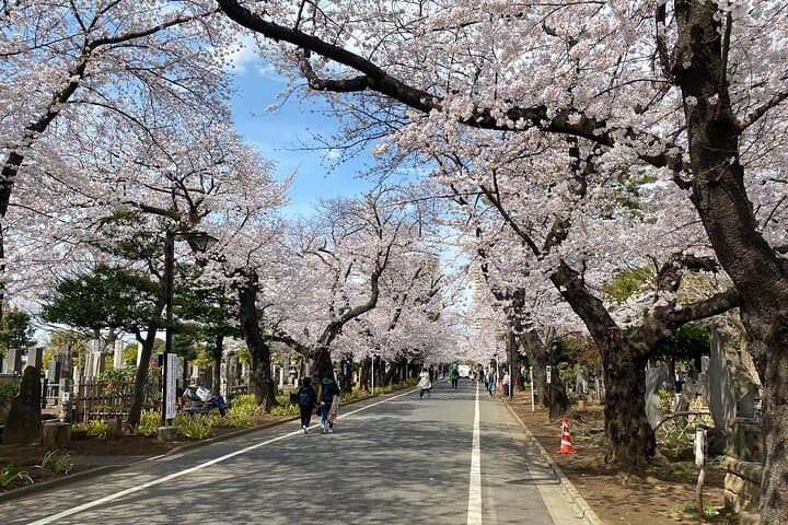 Tokyo Cherry Blossom Walking Tour — photo 5