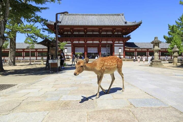 Nara 9hr Tour Licensed Guide&Vehicle: Kyoto pickup/Osaka dropoff — photo 1