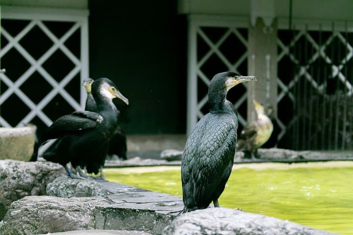 Royal Fishermen's Restaurant and Cormorant Fishing Tour — photo 3