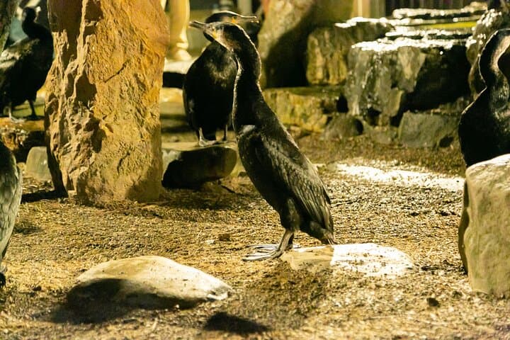 Royal Fishermen's Restaurant and Cormorant Fishing Tour — photo 14