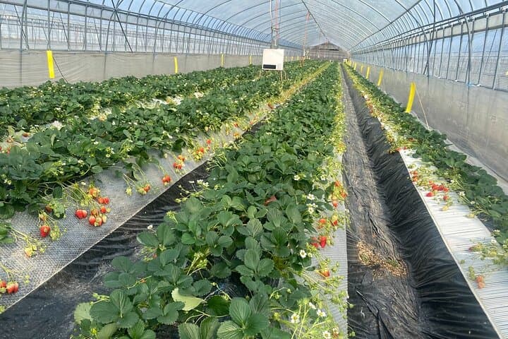 All-you-can-eat picking of organic strawberries in Yamanashi — photo 2